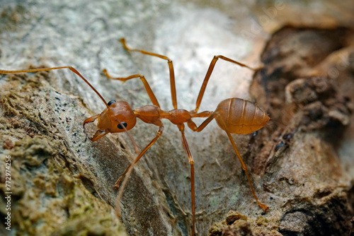 Asian Weaver Ant, Asiatische Weberameise