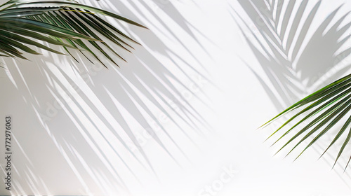 Palm tree shadow on white wall