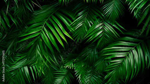 Green leaves close up on black background © StockKing
