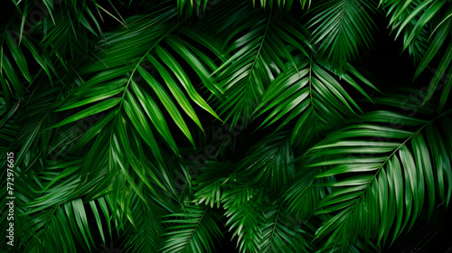 Green leaves close up on black background