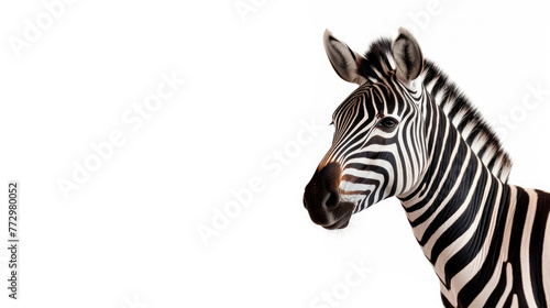 Zebra in front of white background with black and white stripe