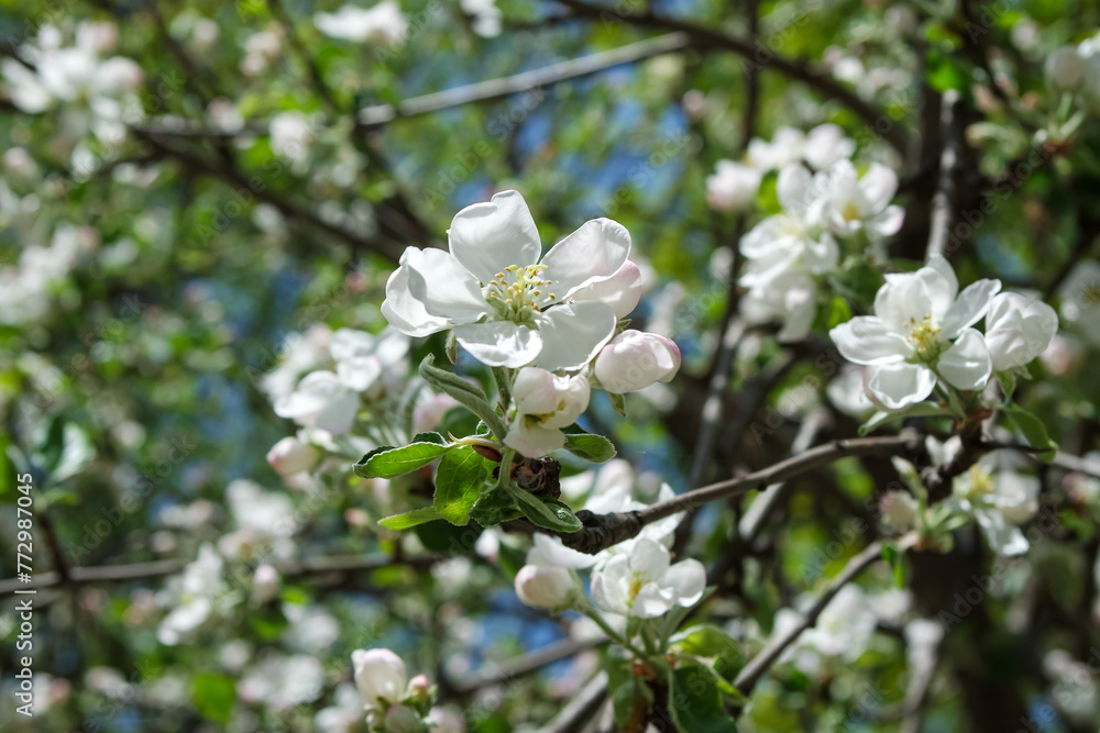 Blooming apple tree in the garden in spring.