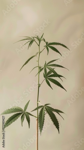 Single cannabis plant with a beige background