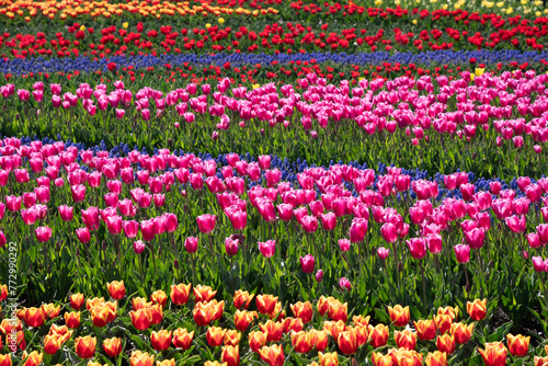 Wallpaper Mural 大花壇のチューリップの花 Torontodigital.ca