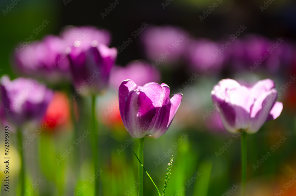 Purple and white tulips close-up in the park Purple and white tulips close-up in the park