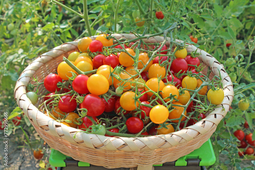 収穫したミニトマト