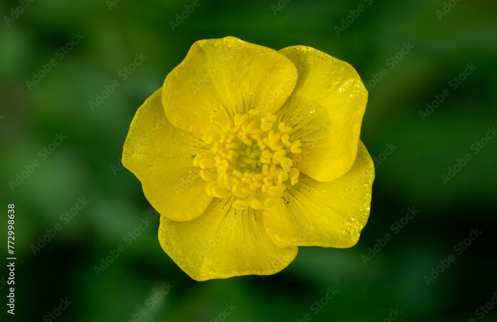 Fototapeta premium Close Up of bulbous buttercup (ranunculus bulbosus) flower blooming in spring from above
