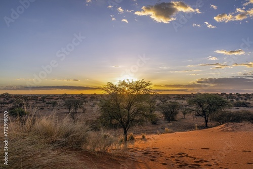 Panoramic picture over the Namibian Kalahari in the evening at sunset with blue sky and light clouds