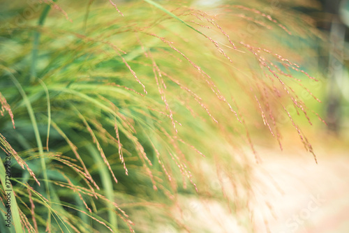 Texture background of fresh tall green grass. The concept of nature and the street. Close-up.