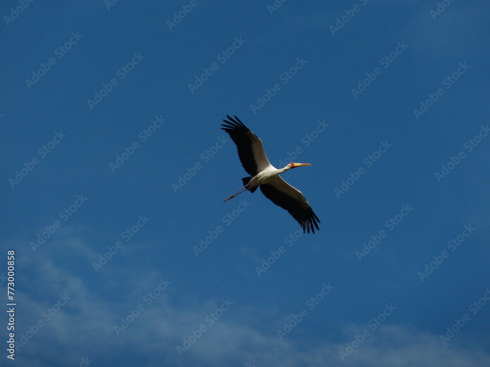 Crane bird flying over