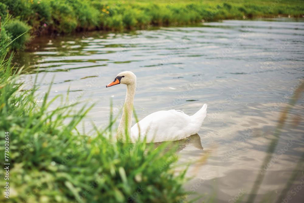 Obraz premium A pond with a family of swans. A summer day over a pond. Beautiful green area. Swans in the lake.