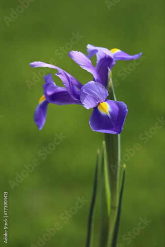 Violet Iris flower on different backgrounds in garden