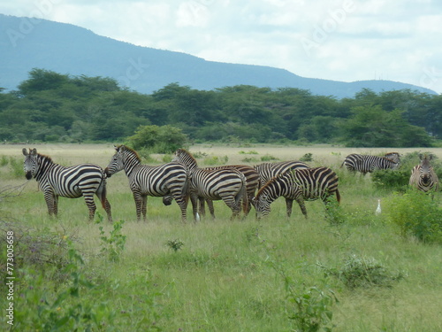 herd of zebras grazing