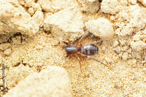 Desert ant mimic spider, Castianeira zetes, Desert National Park, Rajasthan