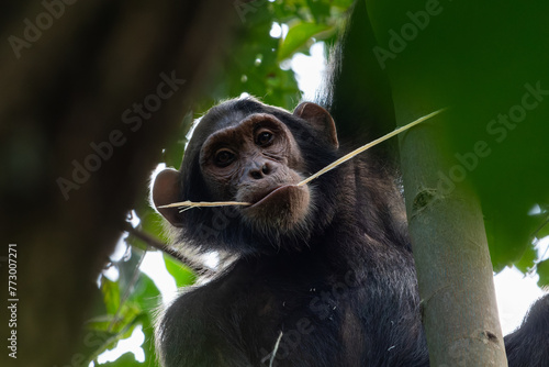 Portrait eines Schimpansen photo