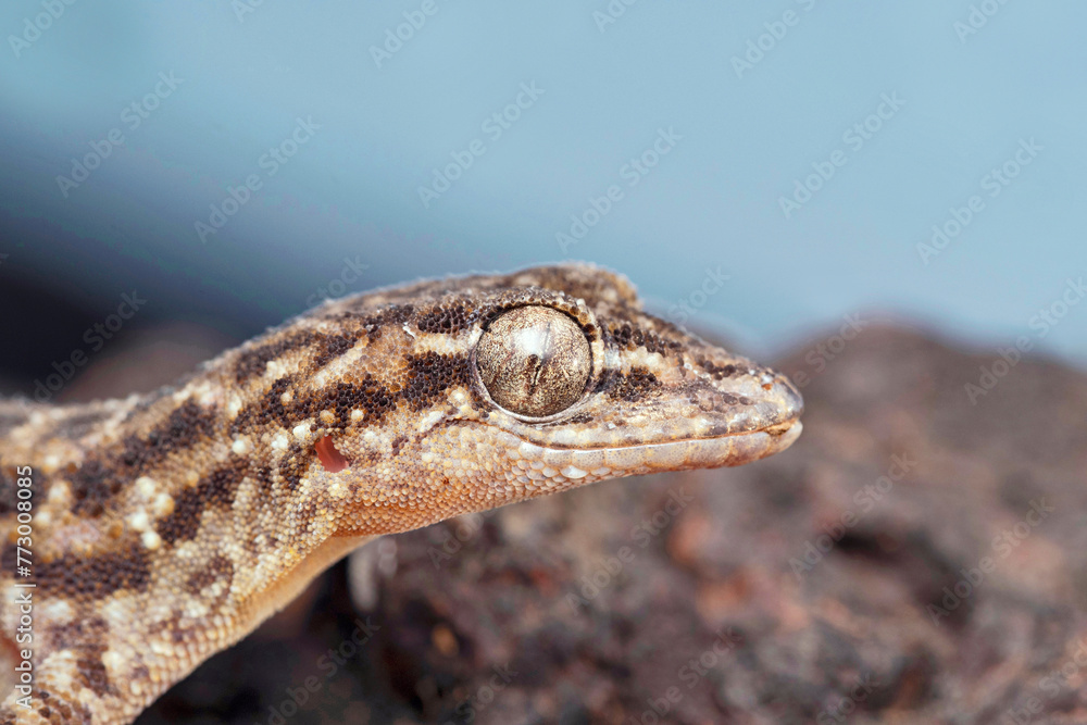 Obraz premium Head markings closeup of Satara plateau gecko, Hemidactylus satarensis, Satara, Maharashtra, India