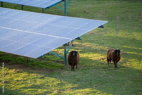 Tableau sur toile Two brown sheep standing under solar power panel for agri photovoltaic power