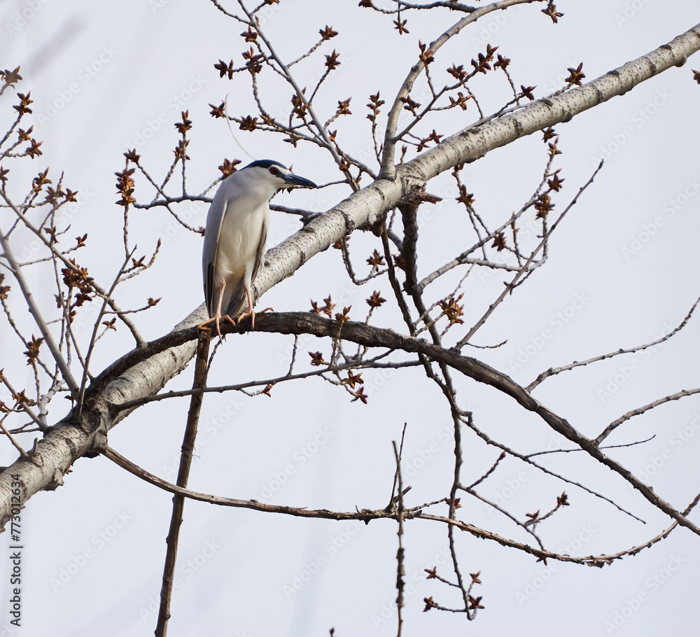 Fototapeta premium Night heron perched in a tree