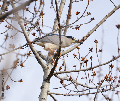 Night heron perched in a tree