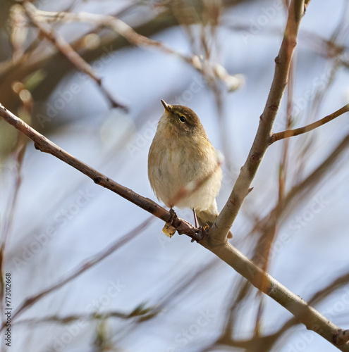 Chiffchaff bird perched in a tree