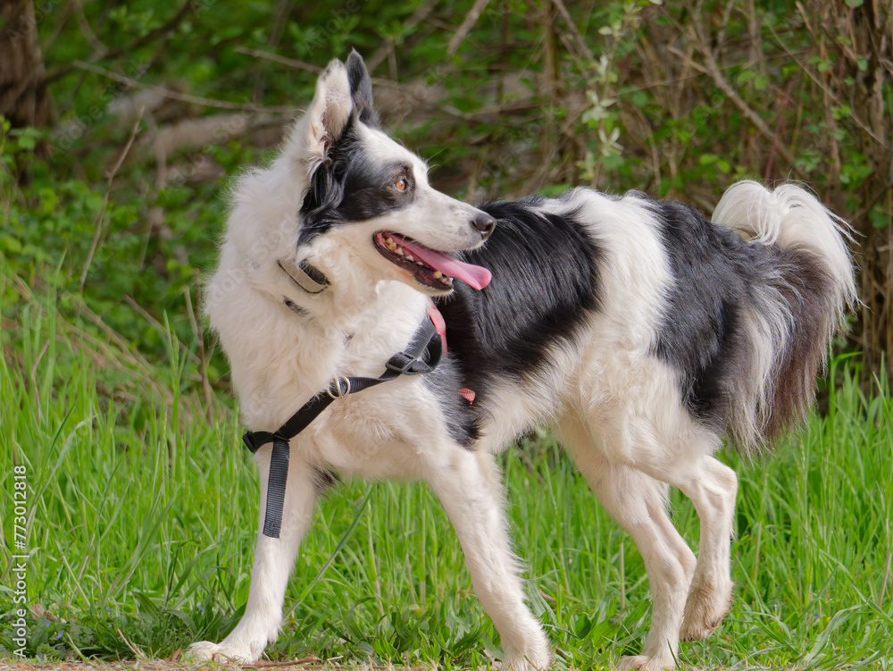 Close-up photo of an a dorable Border Collie dog walking in the park Close-up photo of an a dorable Border Collie dog walking in the park