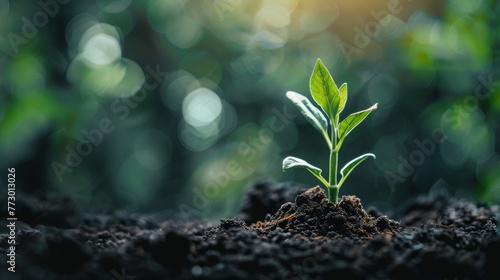 Young plant growing in soil with blurred background