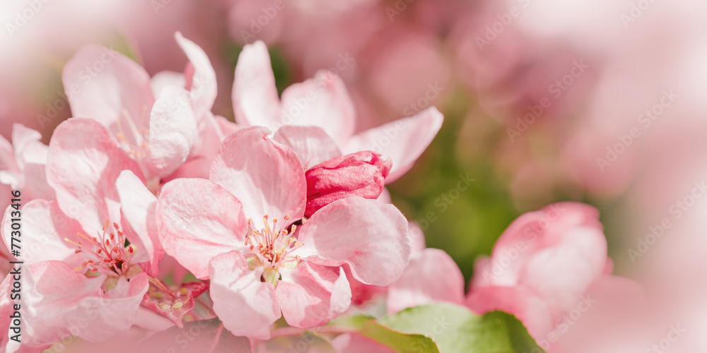 Beautiful apple tree branch at sunlight, spring blooming pink red flowers on blurred background, wide banner with copy space. Aesthetic nature scenic photo, close up fresh blooms at daylight