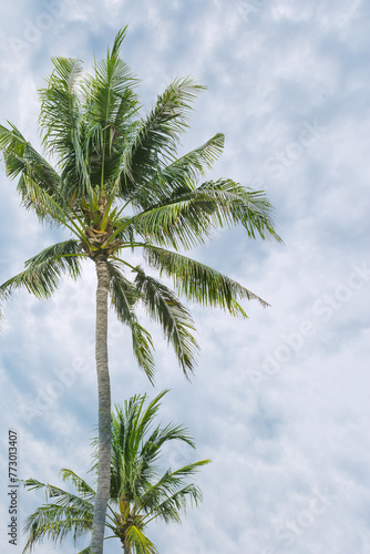 Wallpaper Mural Palm tree leaves on white blue sky background, vibrant green fronds of coconut tree and fluffy clouds as nature summer landscape, outdoor scenic view, trend summer photo,  copyspace Torontodigital.ca