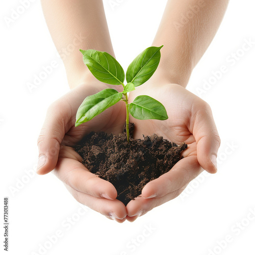 hands holding a plant