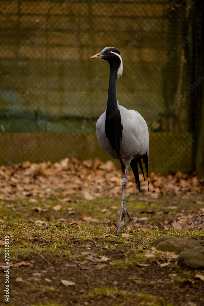 Fototapeta premium (Anthropoides virgo), also known as the blue crane.