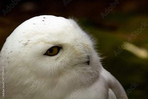 The Snowy Owl (Nyctea scandiaca) (Bubo scandiacus)