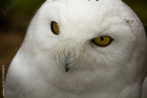 The Snowy Owl (Nyctea scandiaca) (Bubo scandiacus) photo