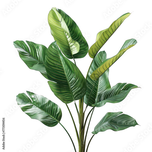 Green leaf of Swiss cheese monstera plant or split-leaf philodendron (Monstera deliciosa) the tropical foliage popular houseplant on transparent, alpha background png