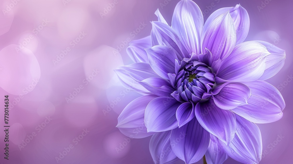 Purple dahlia flower with soft bokeh background Purple dahlia flower with soft bokeh background
