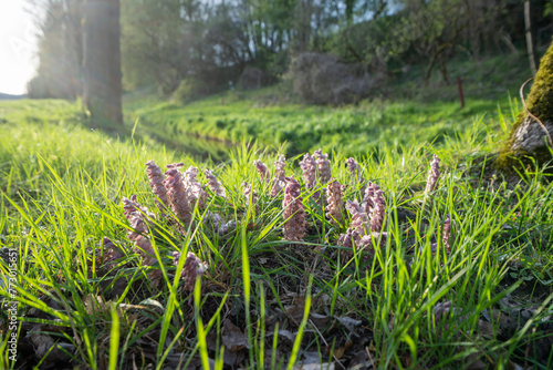 Common toothwort flower in green grass during sunset photo