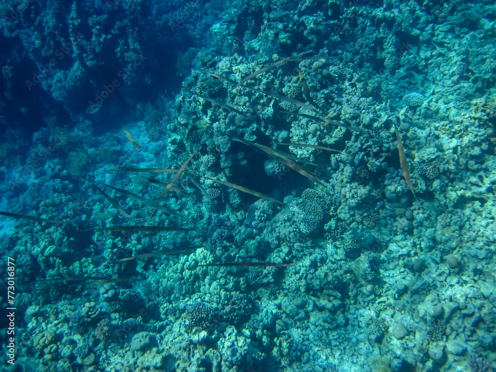 Beautiful inhabitants of the coral reef in the Red Sea Beautiful inhabitants of the coral reef in the Red Sea