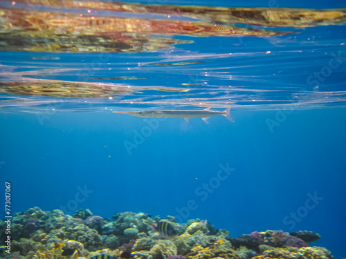 Beautiful inhabitants of the coral reef in the Red Sea