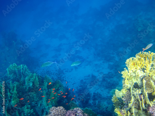 Beautiful inhabitants of the coral reef in the Red Sea