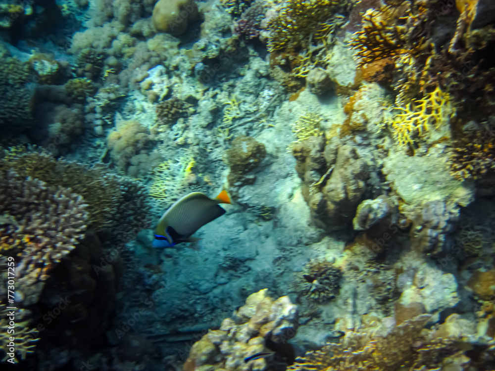 Beautiful inhabitants of the coral reef in the Red Sea Beautiful inhabitants of the coral reef in the Red Sea