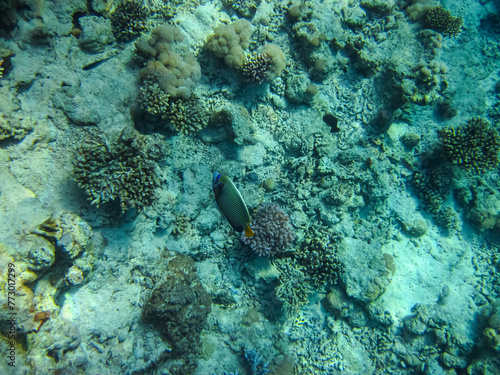 Fototapeta Naklejka Na Ścianę i Meble -  Beautiful inhabitants of the coral reef in the Red Sea