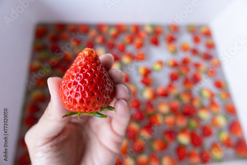 fresh strawberry in a hand