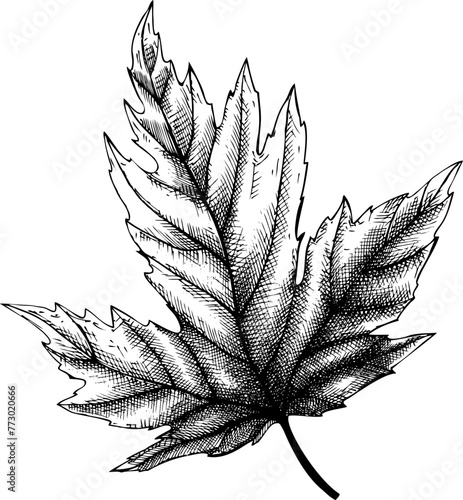 Fallen leaf drawing. Autumn plant vector sketch. Hand-drawn botanical design element. Fall nature illustration