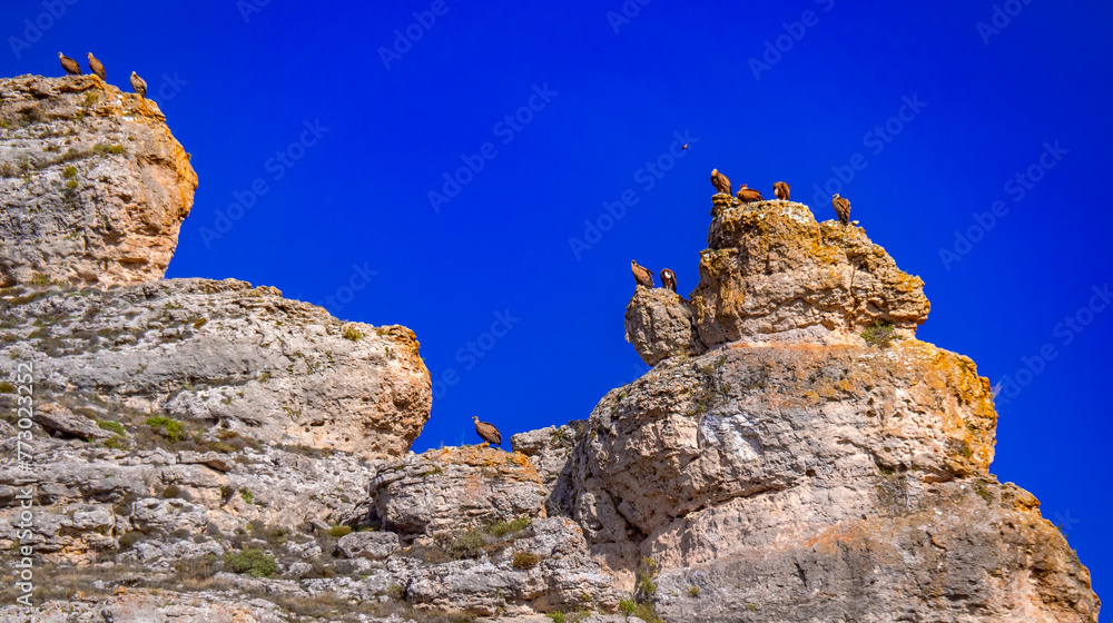 Eurasian Griffon Vulture, Gyps fulvus, Sierra de Pela y Laguna de Somolinos Natural Monument, Somolinos, Guadalajara, Castilla La Mancha, Spain, Europe