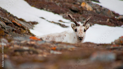 Reindeer, Rangifer tarandus, Gipsvika, Sassenfjorden, Arctic, Spitsbergen, Svalbard, Norway, Europe photo