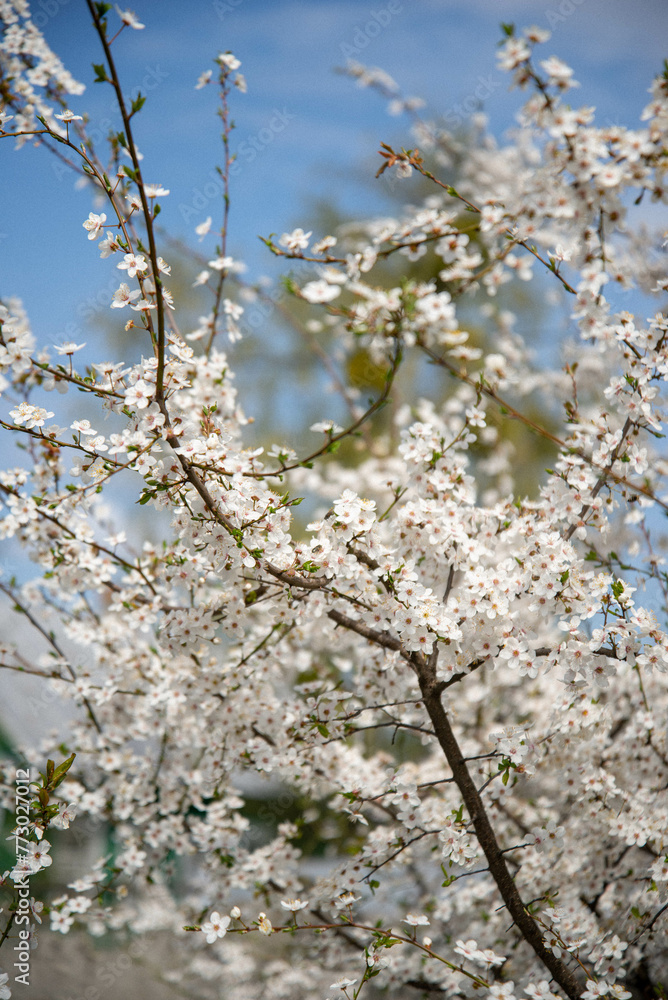 blossom in spring blossom in spring