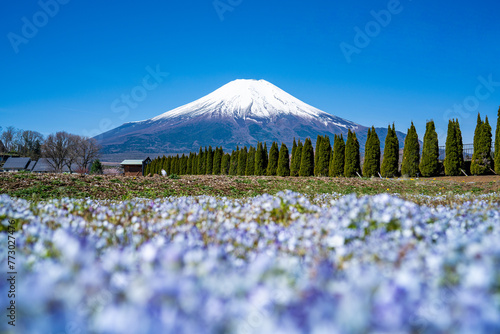 富士山とネモフィラ 春の山中湖旅行 photo