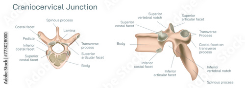 Craniocervical or craniovertebral Vector illustration, junction transitional zone between the cranium and the spine and comprises a complex balance of different elements. 