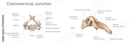 Craniocervical or craniovertebral Vector illustration, junction transitional zone between the cranium and the spine and comprises a complex balance of different elements. 