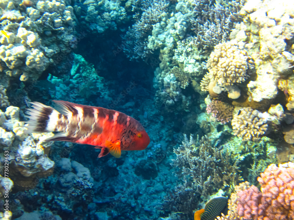 Coral reef ecosystem in the Red Sea Coral reef ecosystem in the Red Sea