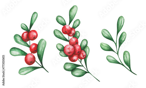 Watercolor set of illustrations. Hand painted branches with ripe red berries, green leaves. Cranberry, cowberry, lingonberry. Evergreen shrub. Harvest. Isolated food clip art. Thanksgiving food